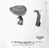 Hydnum repandum image